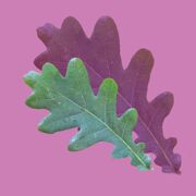 English oak leaf